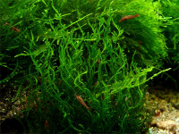 Снимка на Taxiphyllum spec. "Flame"